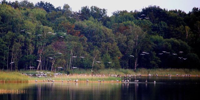 Hunderte Kraniche schweben allabendlich auf ihre Schlafplätze am Reederangsee ein (Foto: Reinhard Sobiech/NPA Müritz) Hunderte Kraniche schweben allabendlich auf ihre Schlafplätze am Reederangsee ein (Foto: Reinhard Sobiech/NPA Müritz)