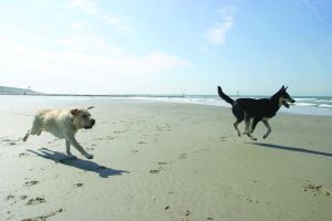 Wettrennen der Hunde am Strand