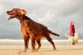 Hund am Strand in Noordwijk