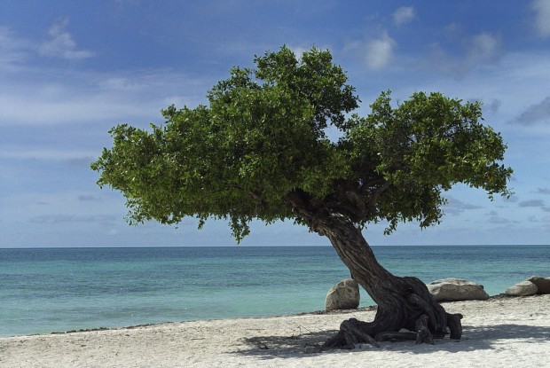 Aruba_Divi_Tree_-_Eagle_Beach