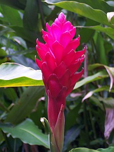 Bromelienblte_-_Esquinas-Regenwald_Costa_Rica