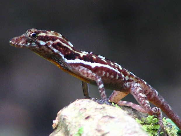 Echse - Esquinas-Regenwald, Costa Rica