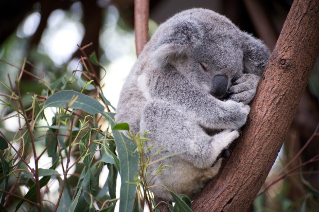 Koala