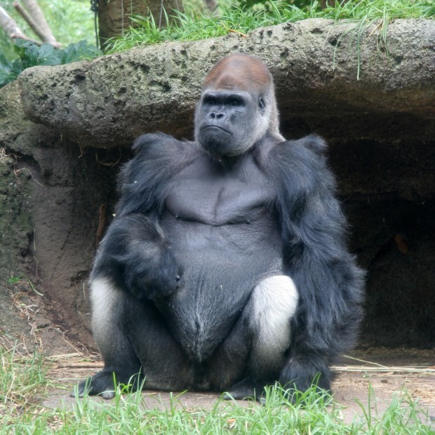 Silverback_Lowland_Gorilla