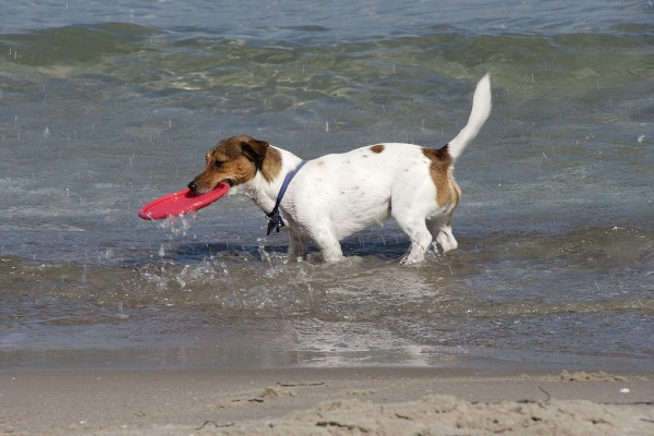 Terrier_mit_Frisby_im_Ostseewasser