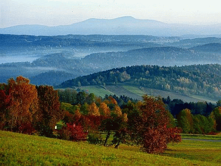 Wellness-Wald